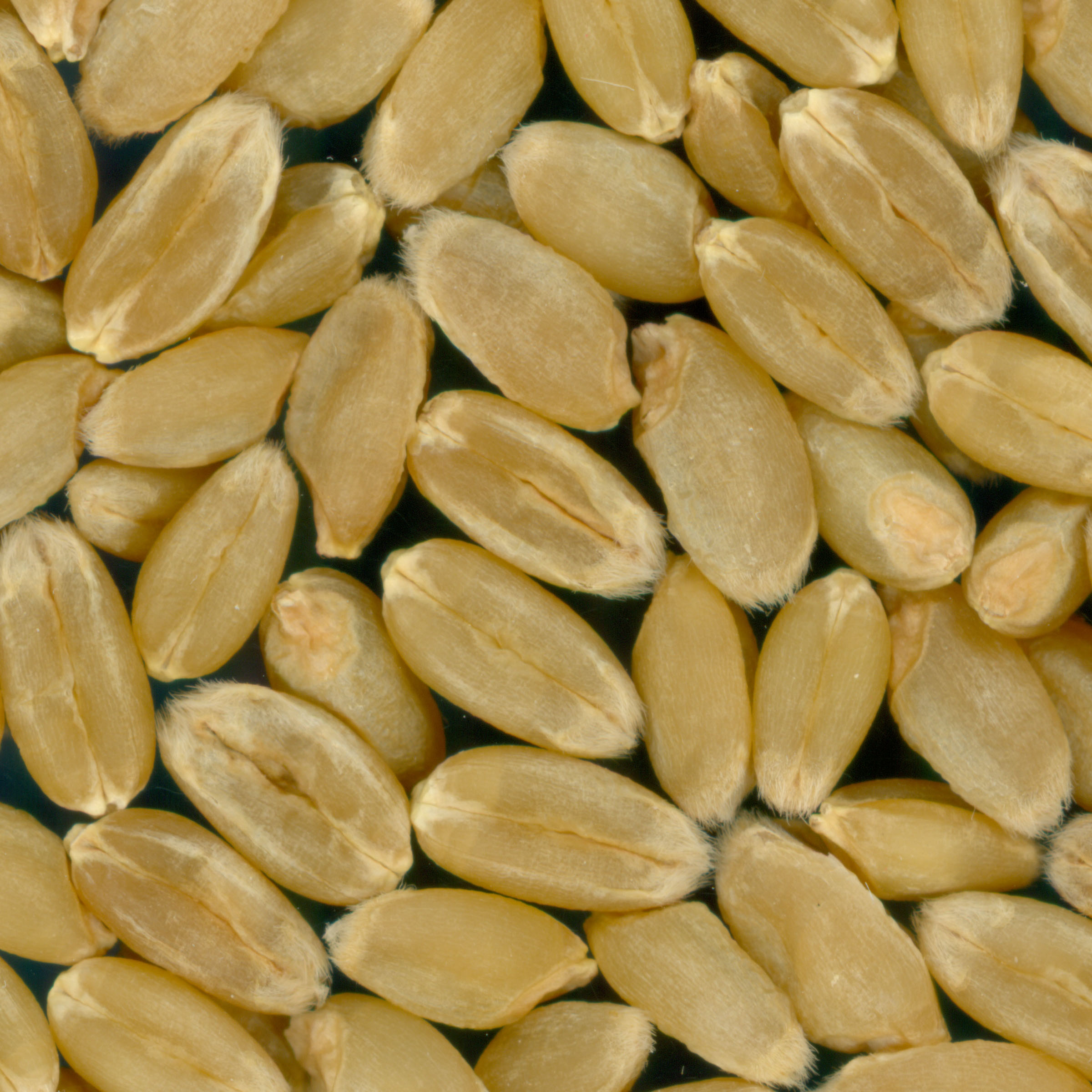 KERNELS
